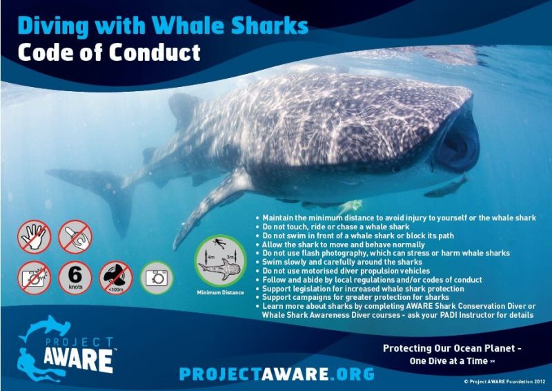 whale-shark-code-of-conduct-oslob-800x566.jpg