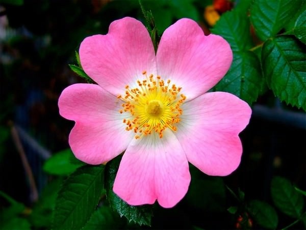 the-most-beautiful-roses-in-the-world_10155_1_1513797282.jpg