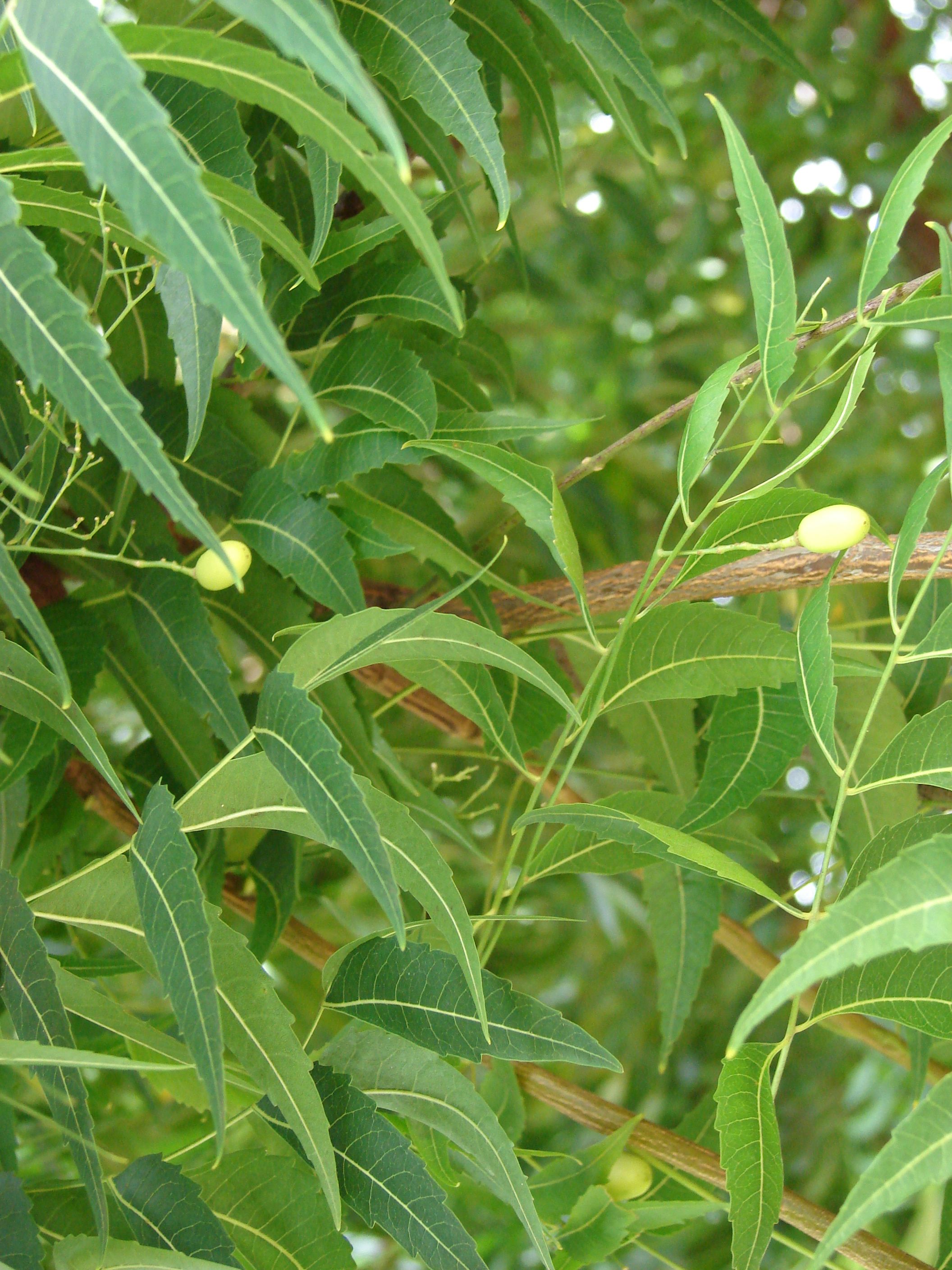 Starr_060928-0470_Azadirachta_indica.jpg