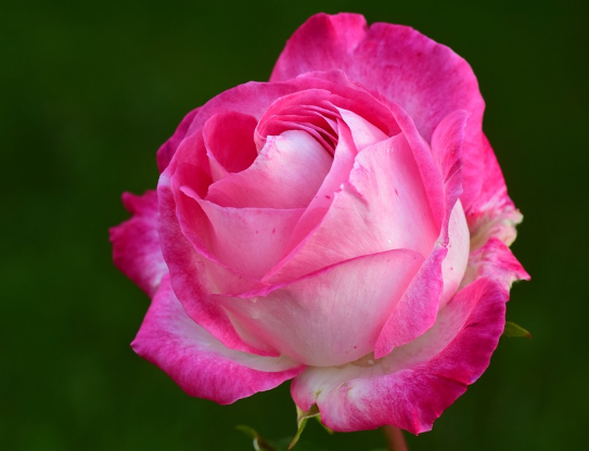 pink rose.png