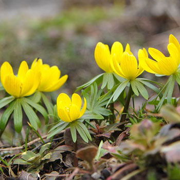 winter-aconite-720790.jpg