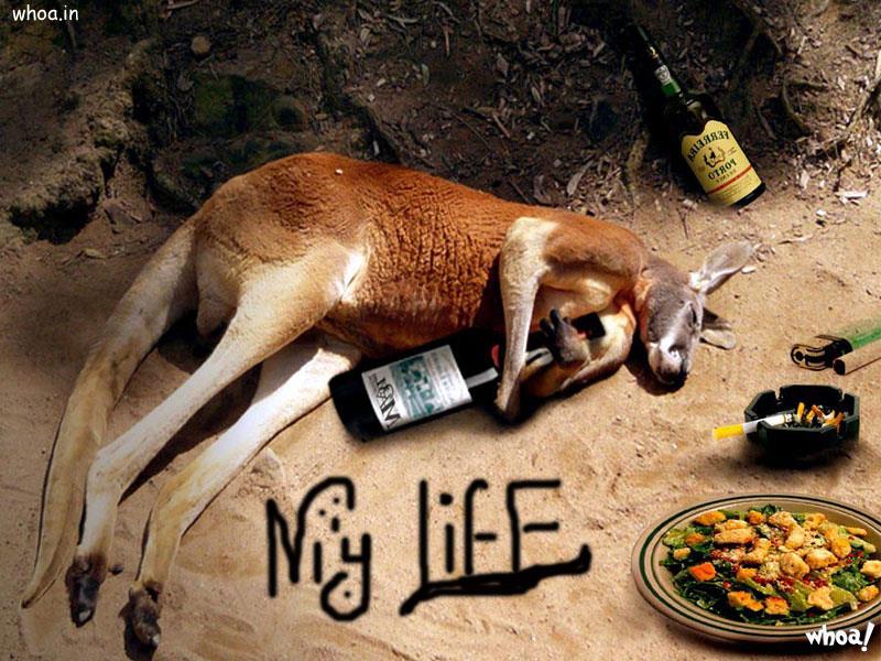 0funny-kangaroo-drunkar.jpg