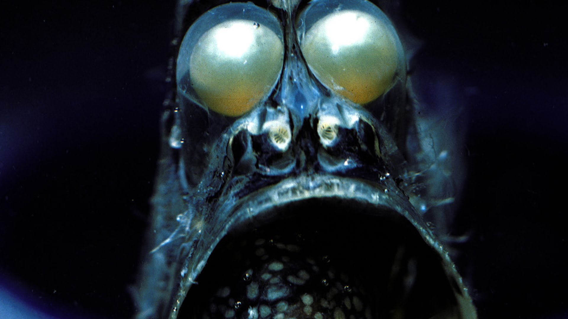 На дне океана существа. Deep Sea Hatchetfish. Марианская впадина обитатели. Страшные морские обитатели. Страшные рыбы на дне океана.
