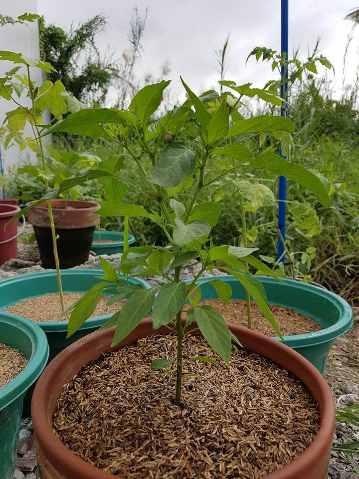 Grown Pepper Plant.jpg