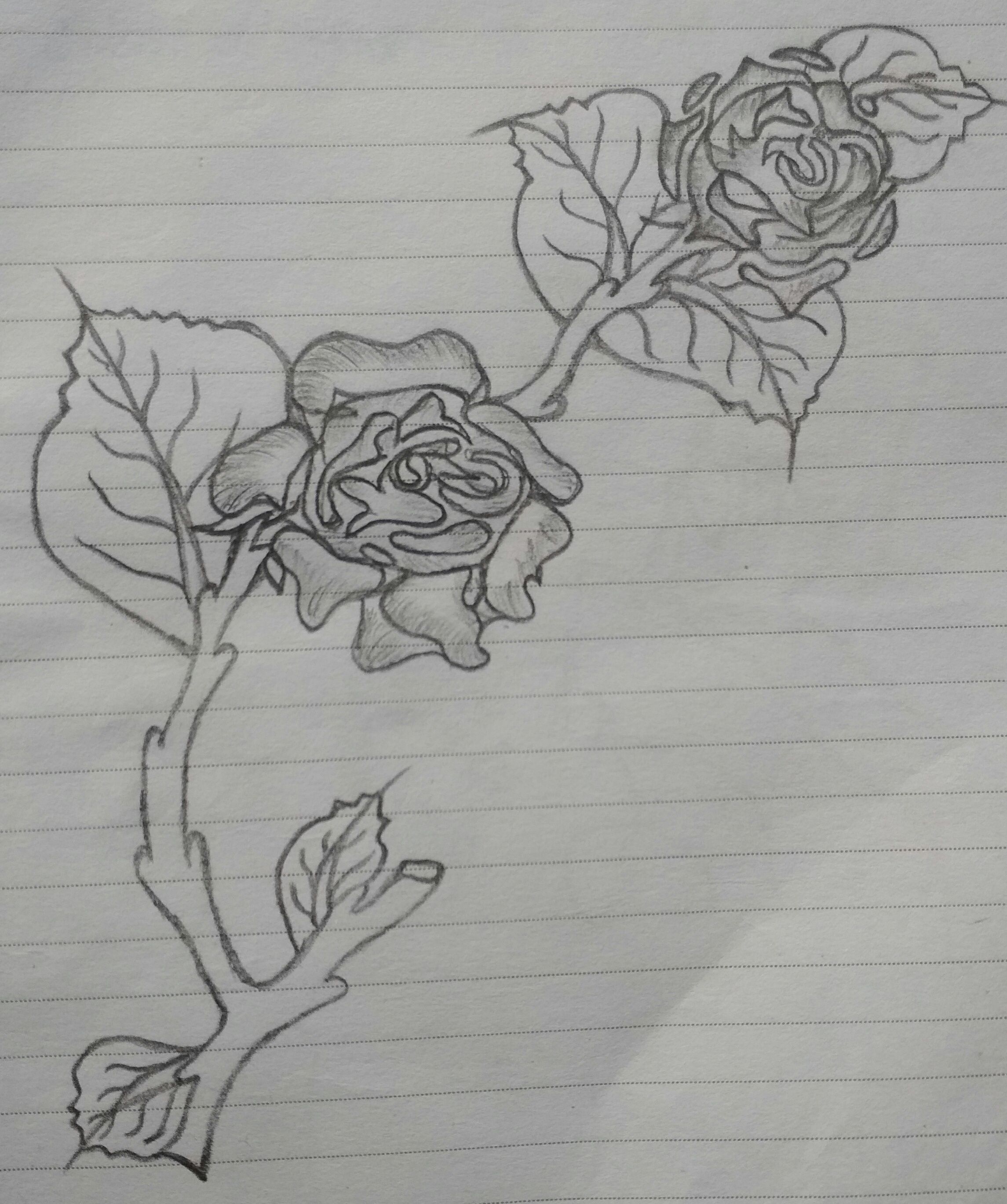 Simple Sketch Of Rose With Ordinary Pencil At Work Steemit