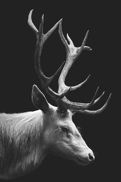 6ef3b4945f67774c0a675a2bfc2fc790--stag-antlers-deer-horns.jpg