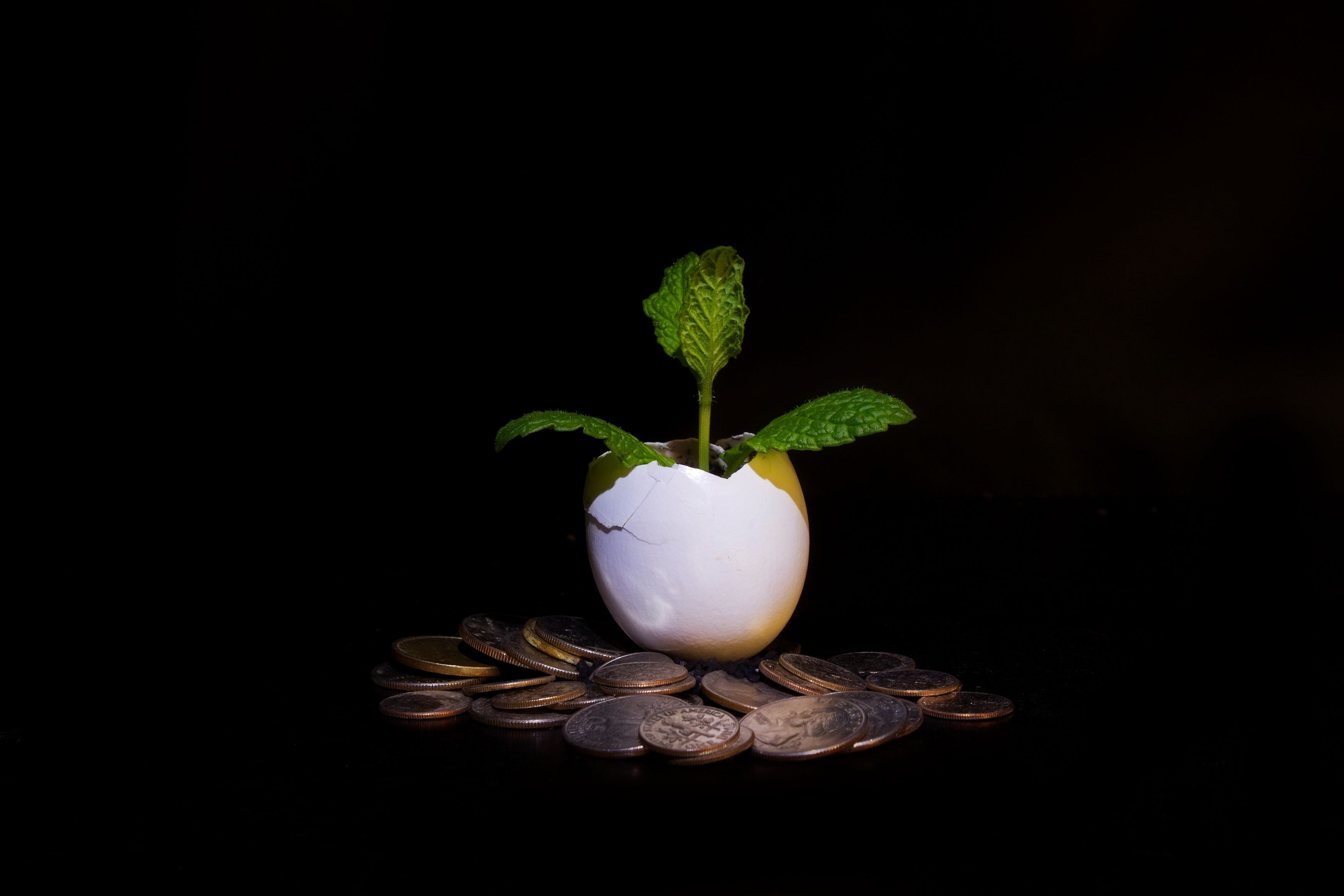 money-plant-isolated-on-black_f18AtyFO.jpg