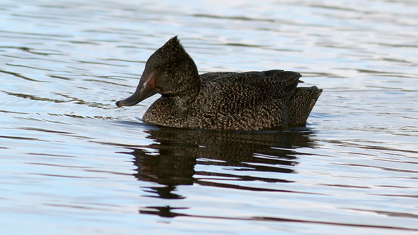 Freckled Duck Goulds Lagoon Hobart Tas n1 2017-09-07.jpg