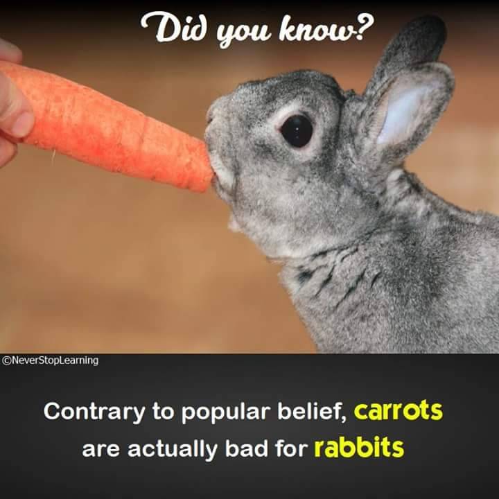 Rabbit refusing carrot