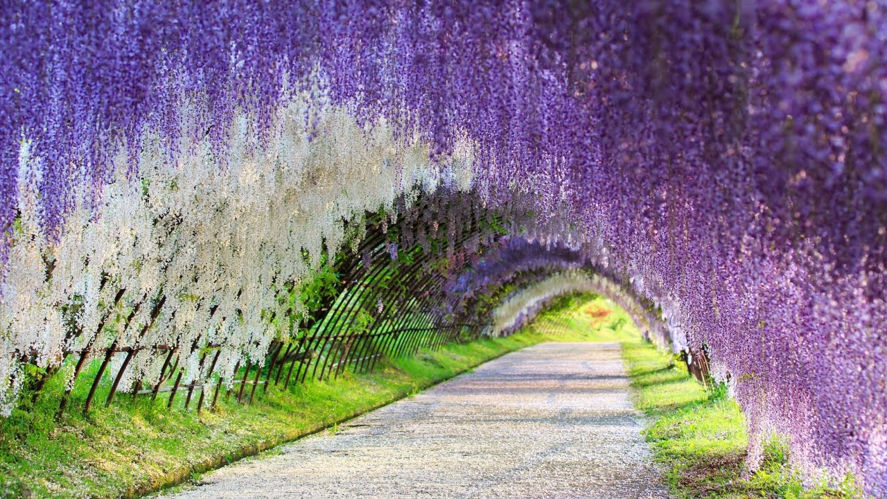 Kawachi Fuji Gardens, Japan.jpg