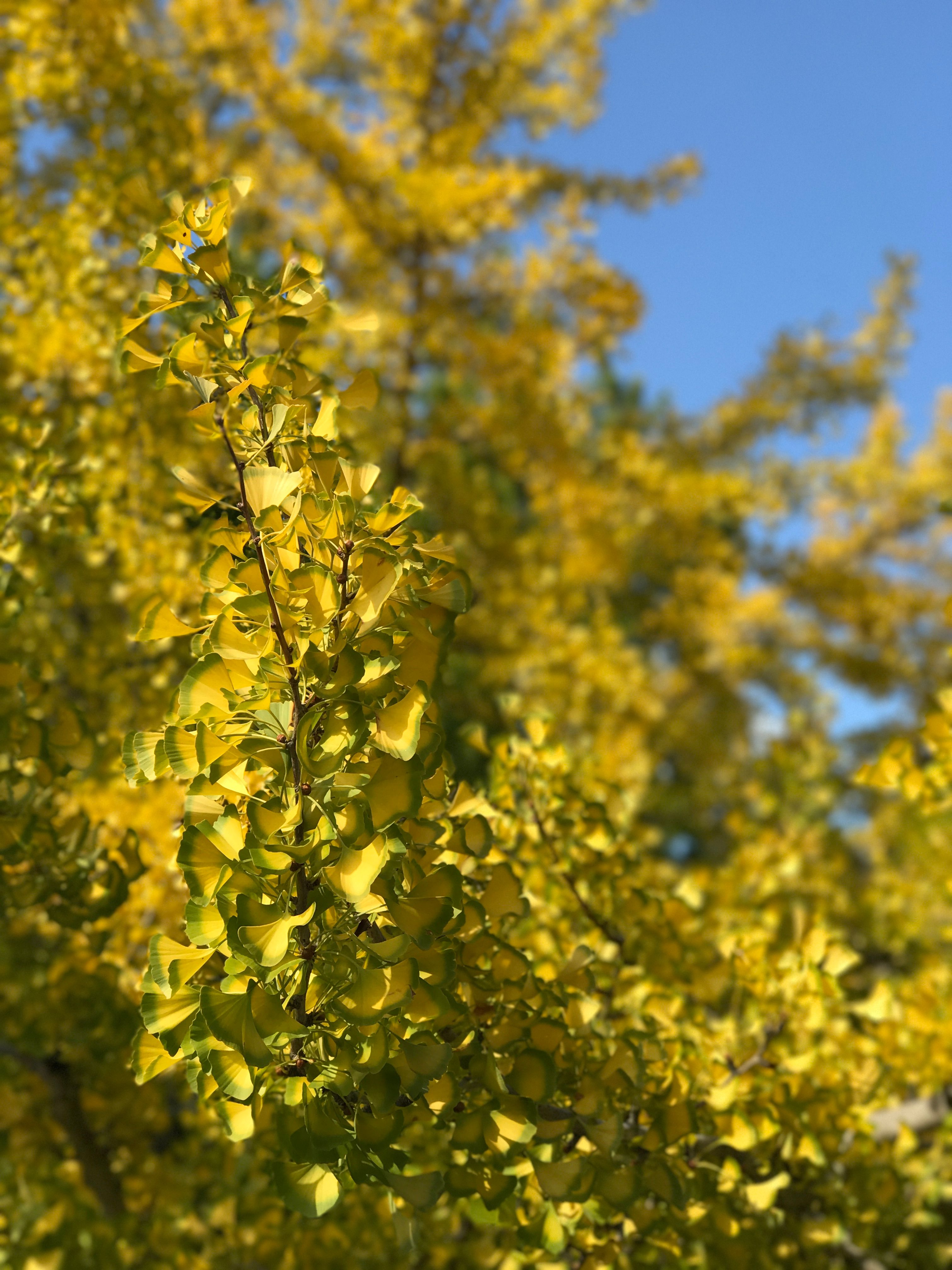 Steemitphotochallenge Entry 3 Yellow Leaves At Osaka Expo Commenoration Park 作品3 大阪万博紀念公園的黃葉 By Guyverckw Steemit