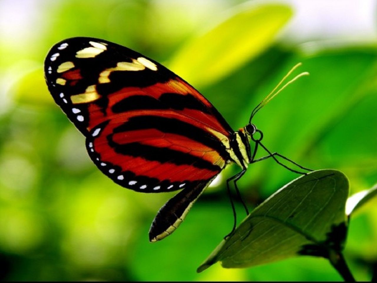 Butterfly-at-Tucson-Botanical-Gardens-600x451.jpg