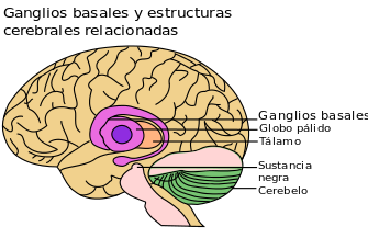 Basal_Ganglia_and_Related_Structures_es.svg.png