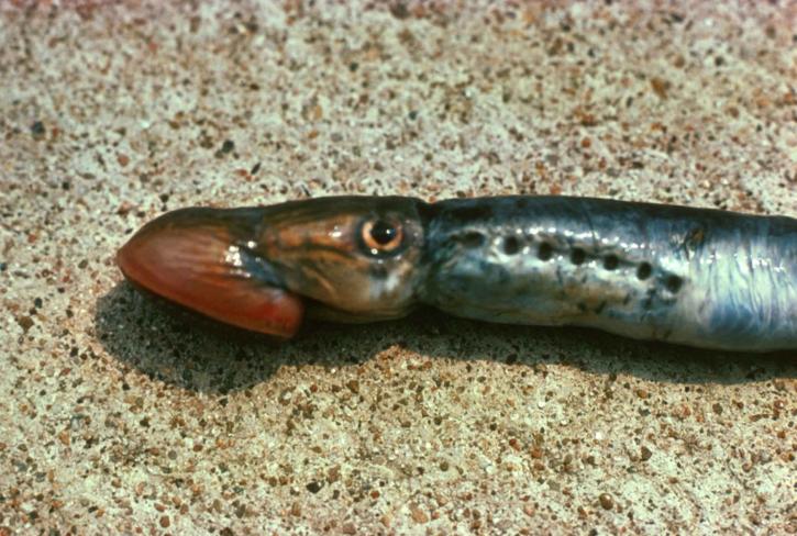 sea-lamprey-petromyzon-marinus-725x488.jpg