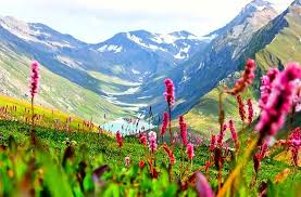 Valley of Flowers.jpg