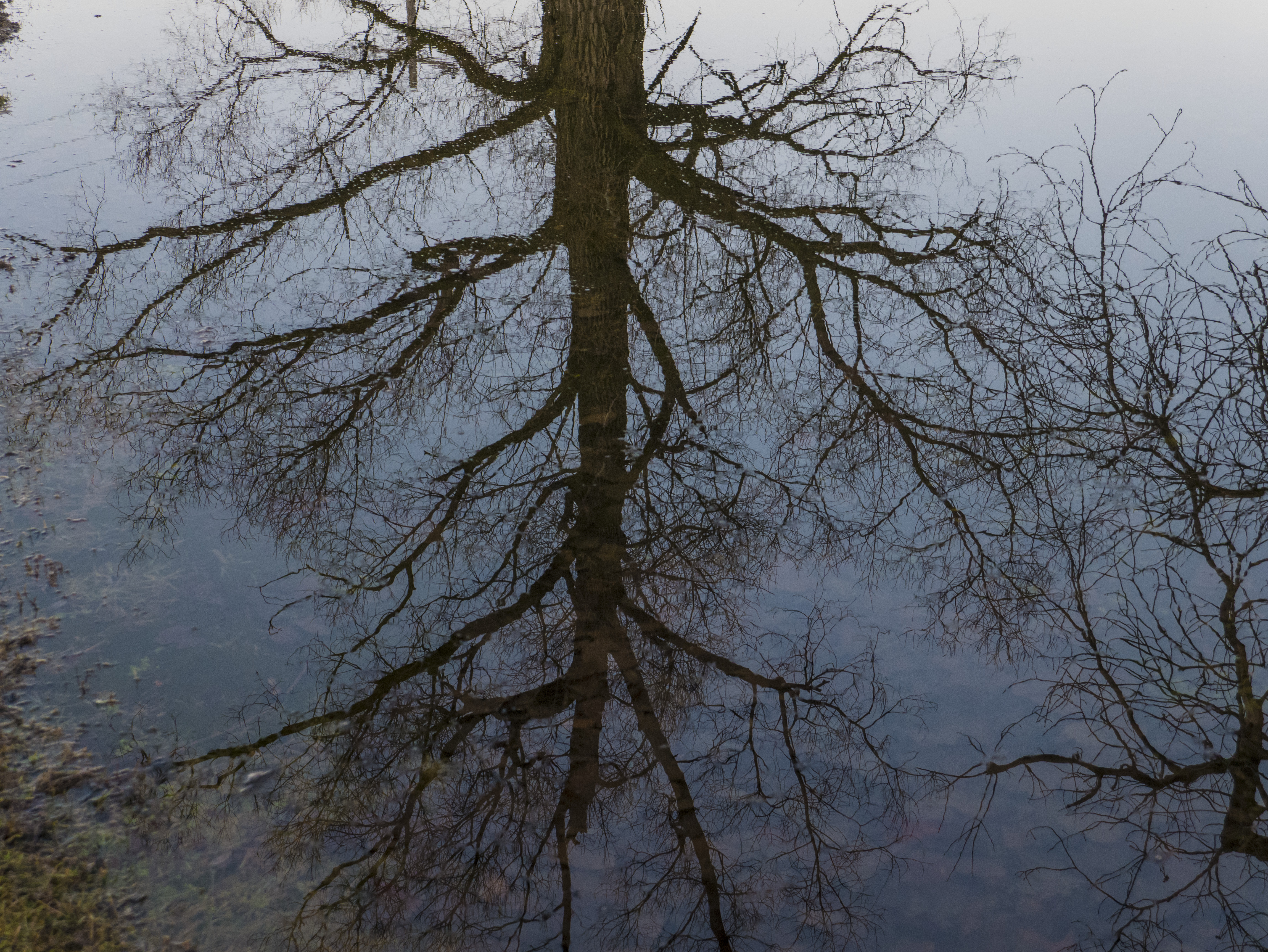 Tree_Reflected_in_Puddle__PS__ P1060279.jpg