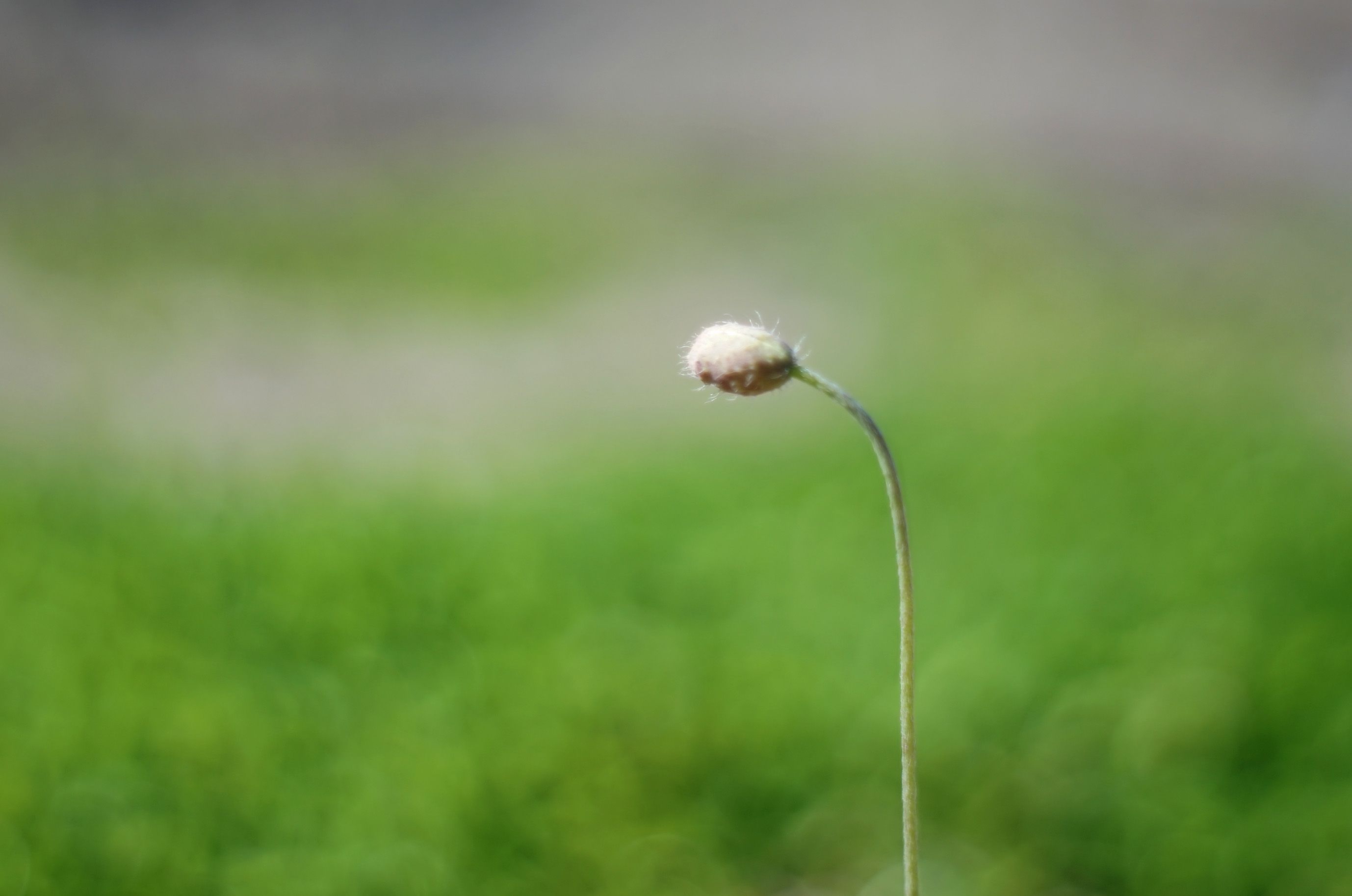 poppy bud bokeh.jpg