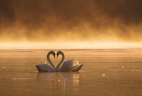 couple-swans-lake-mist-beautiful-calm.jpg