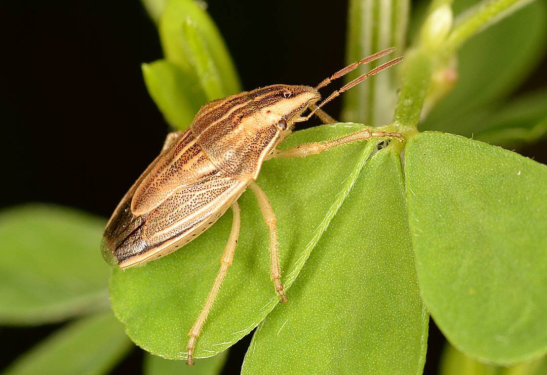 sukhoi insect.jpg