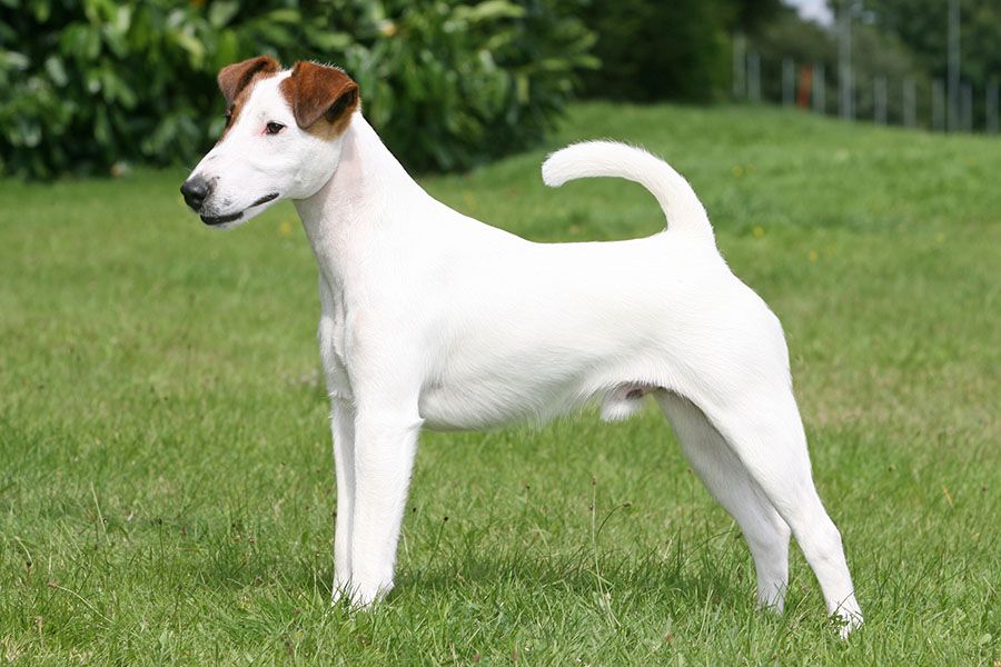 fox terrier.jpg