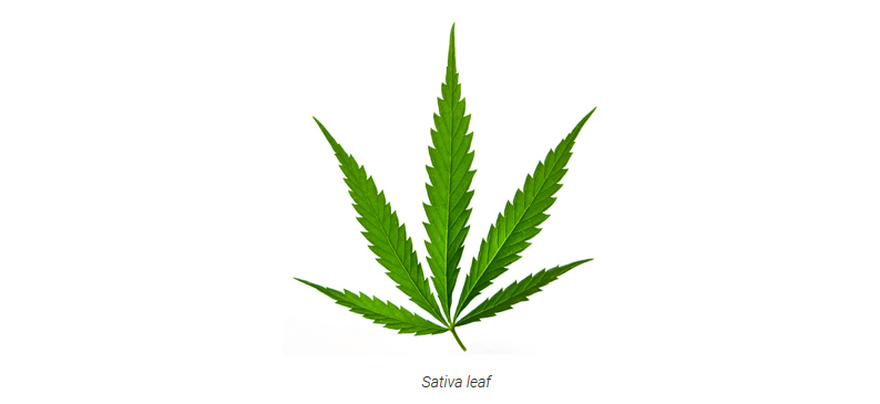 sativa leaf.PNG