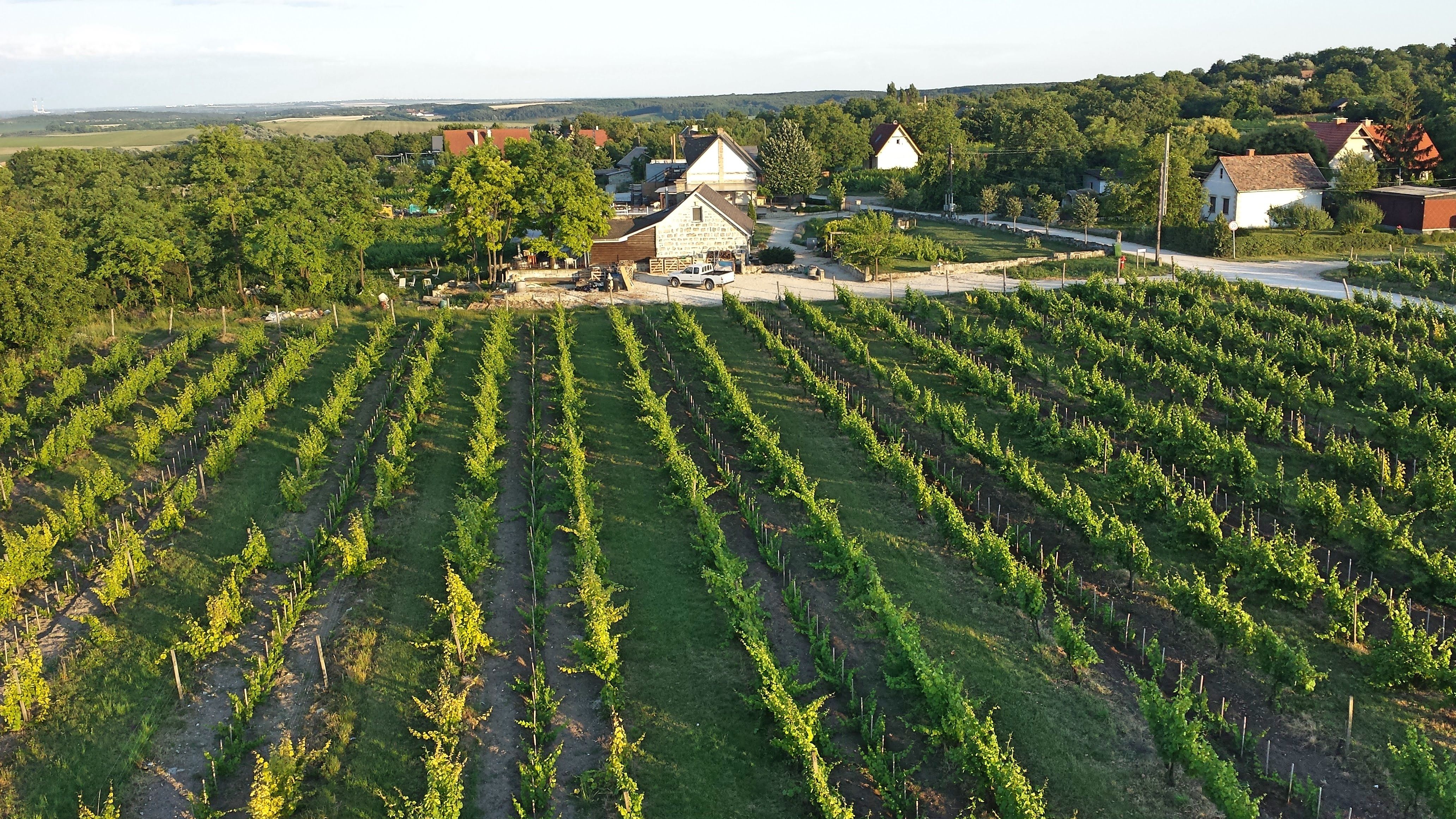 Etyek Vineyards.jpg