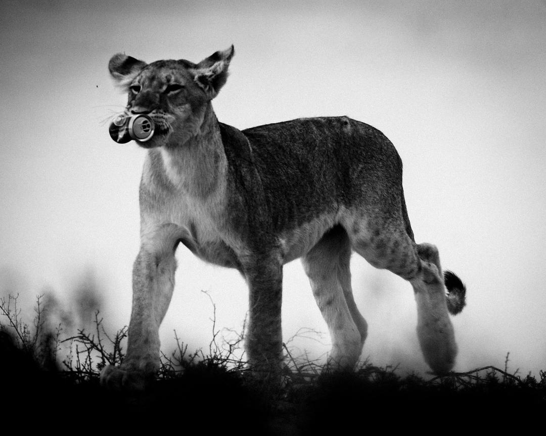 5344-Young_lioness_with_a_can_Laurent_Baheux_xgaplus.jpg