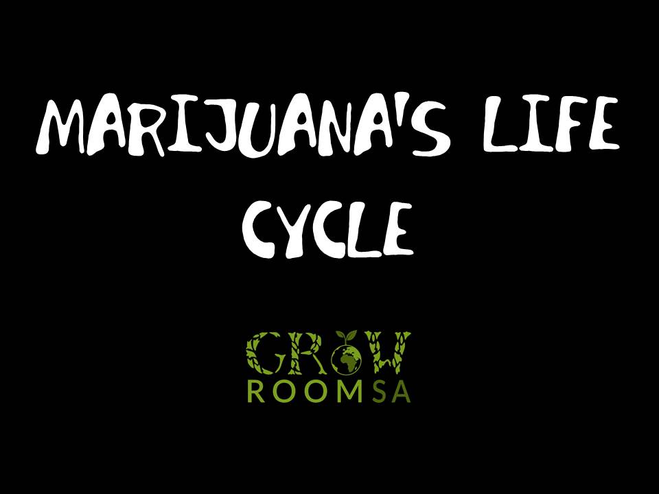Marijuanas life.jpg