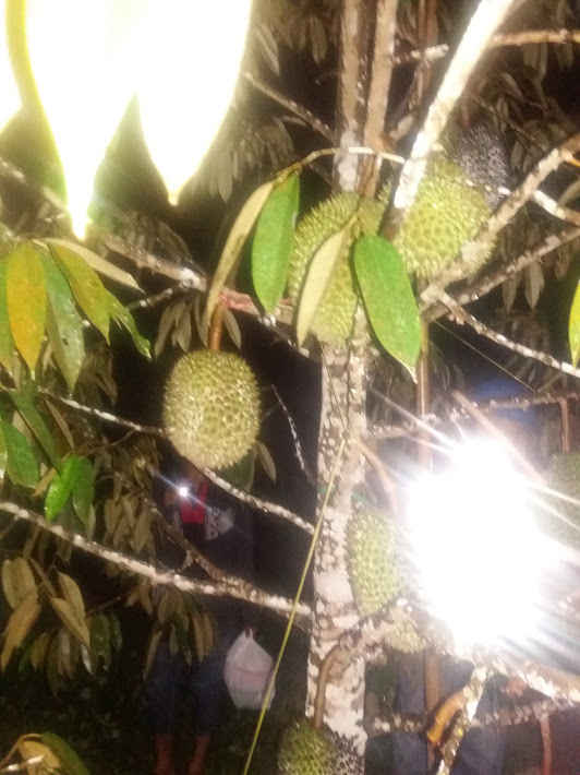 98 Koleksi Hantu Di Pohon Durian Gratis