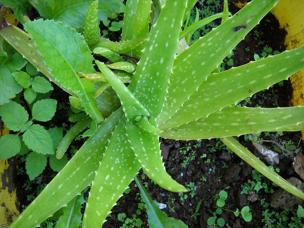 Aloe_Vera_(4700054020).jpg.1000x0_q80_crop-smart.jpg