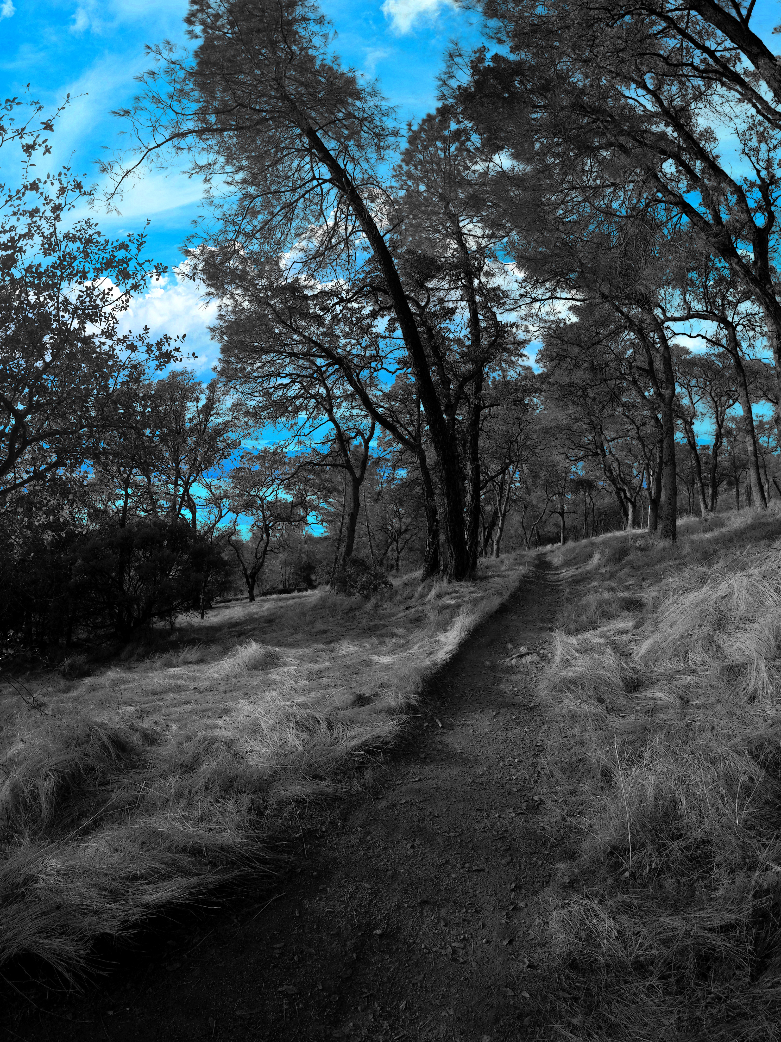 YIAC0467-bw-color-trails-to-another-land-#203.jpg