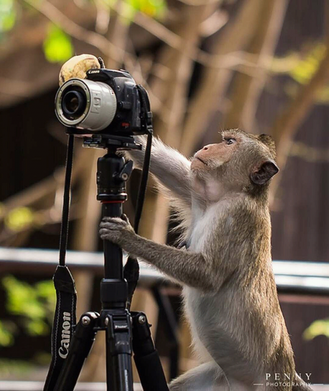 Фотограф от бога смешные фото