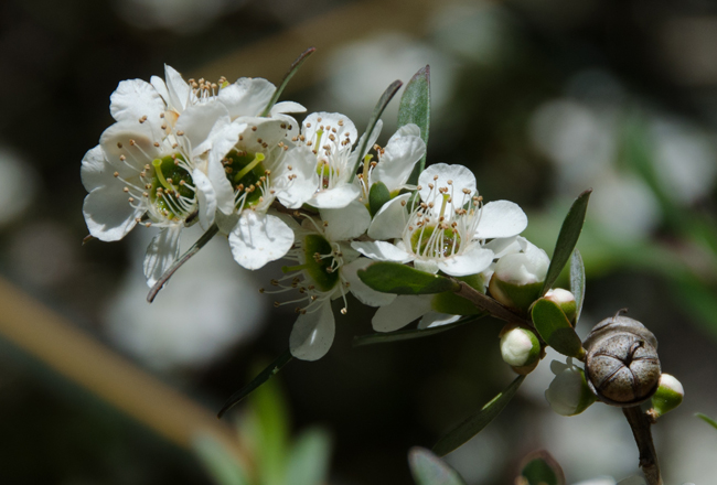 leptospermum-petersonii-flowers-white-swan.jpg