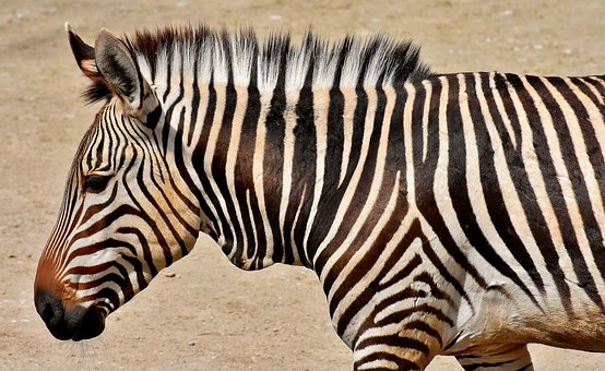 zebra-3305811__340.jpg