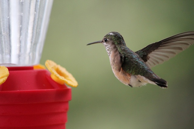 humming-bird-2810140_640.jpg