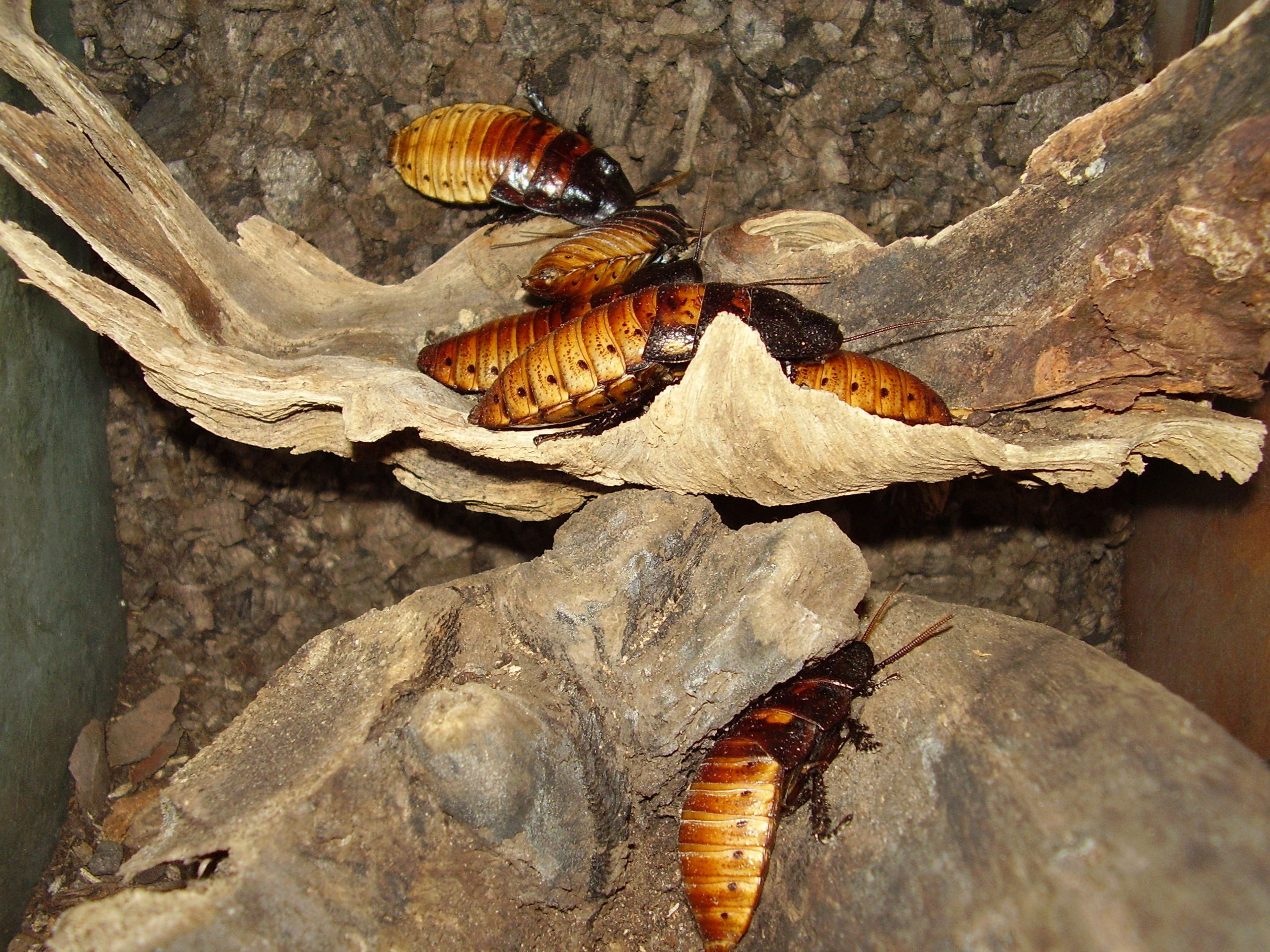 Gromphadorhina portentosa.JPG