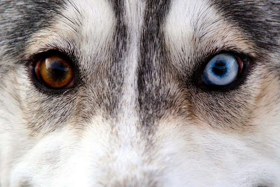 husky-eyes-keith-allen.jpg