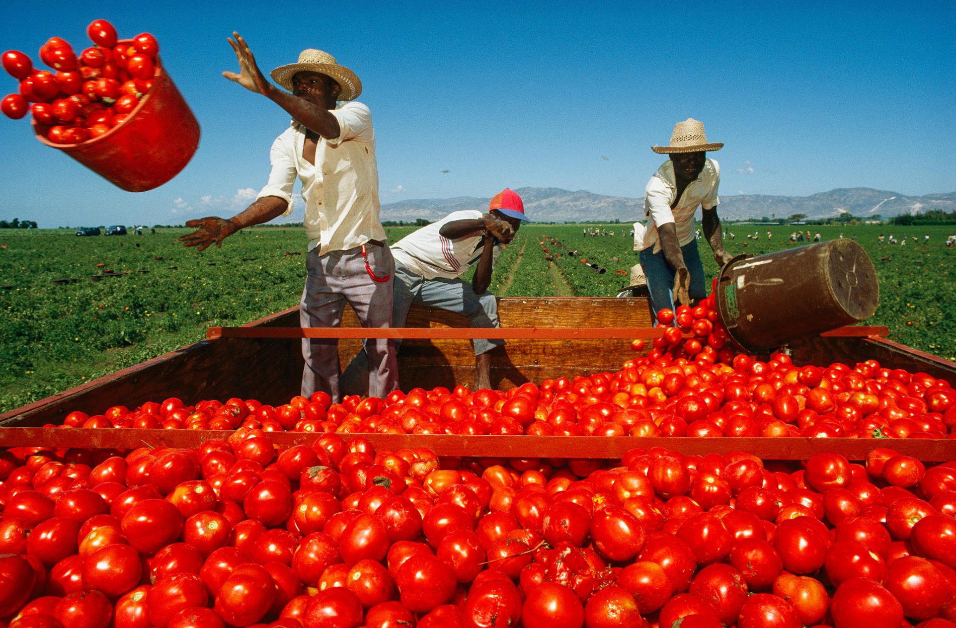 Fruit farming. Девушки на уборке урожая. Помидор Production. Страна урожая. Уборка урожая осенью Индия.