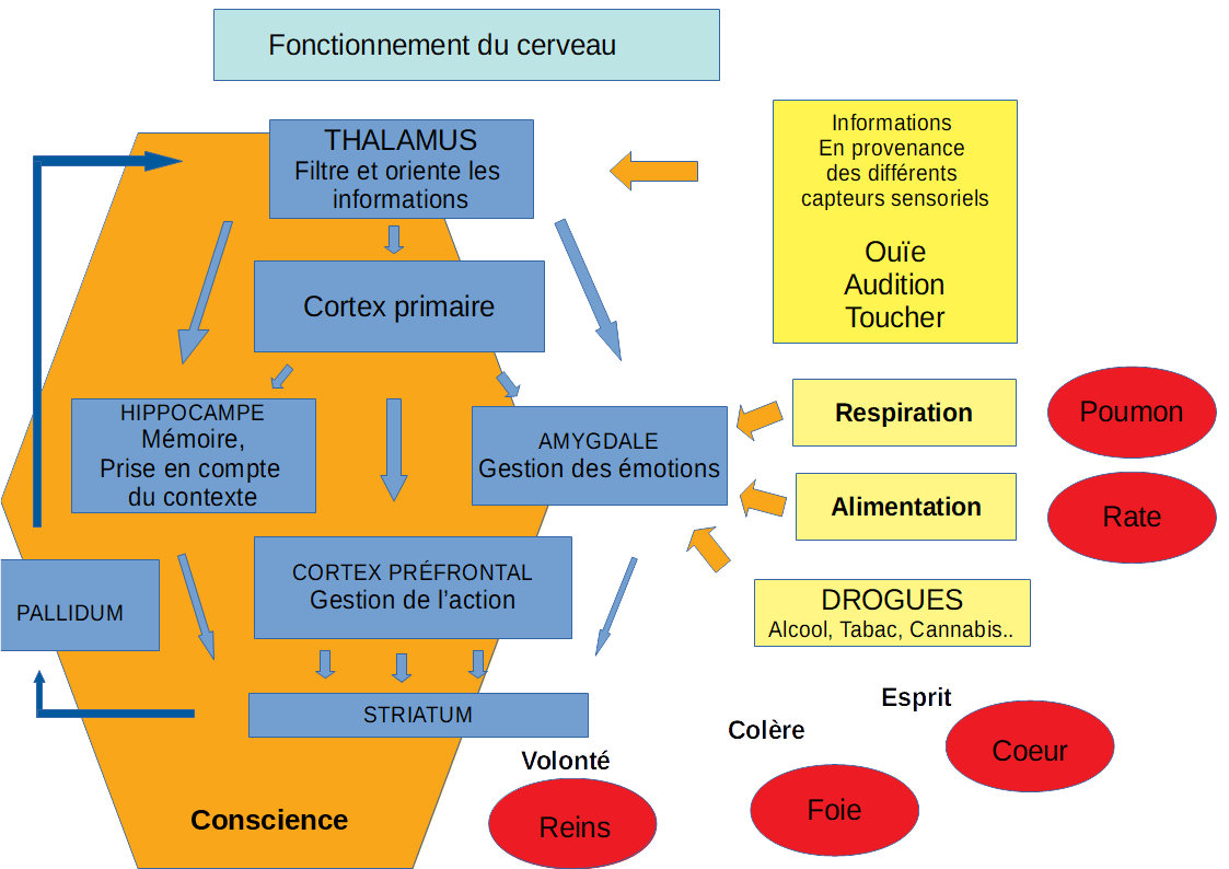 fonctionnement cerveau 2.png