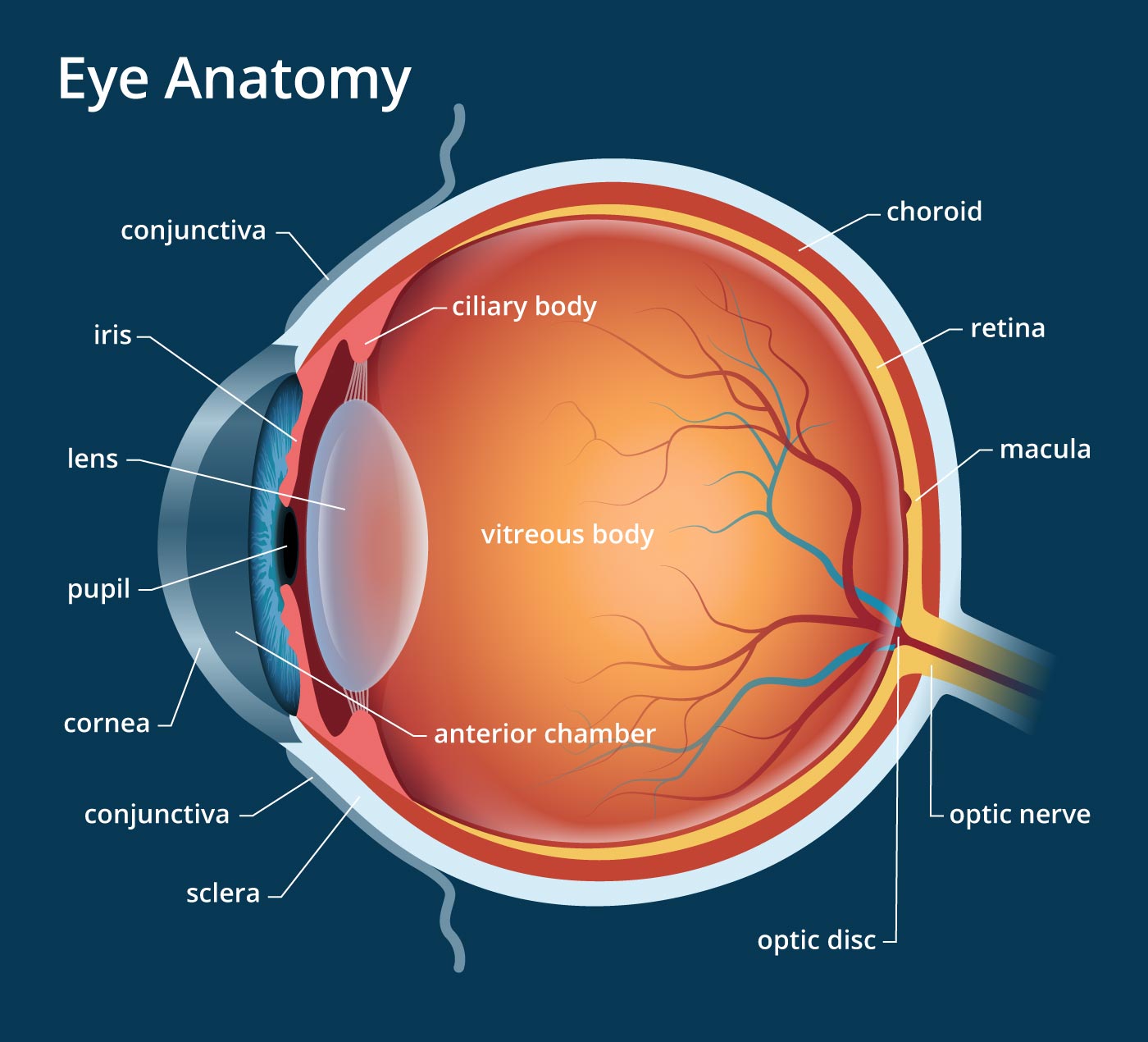 eye-anatomy-700x635@1.5x.jpg