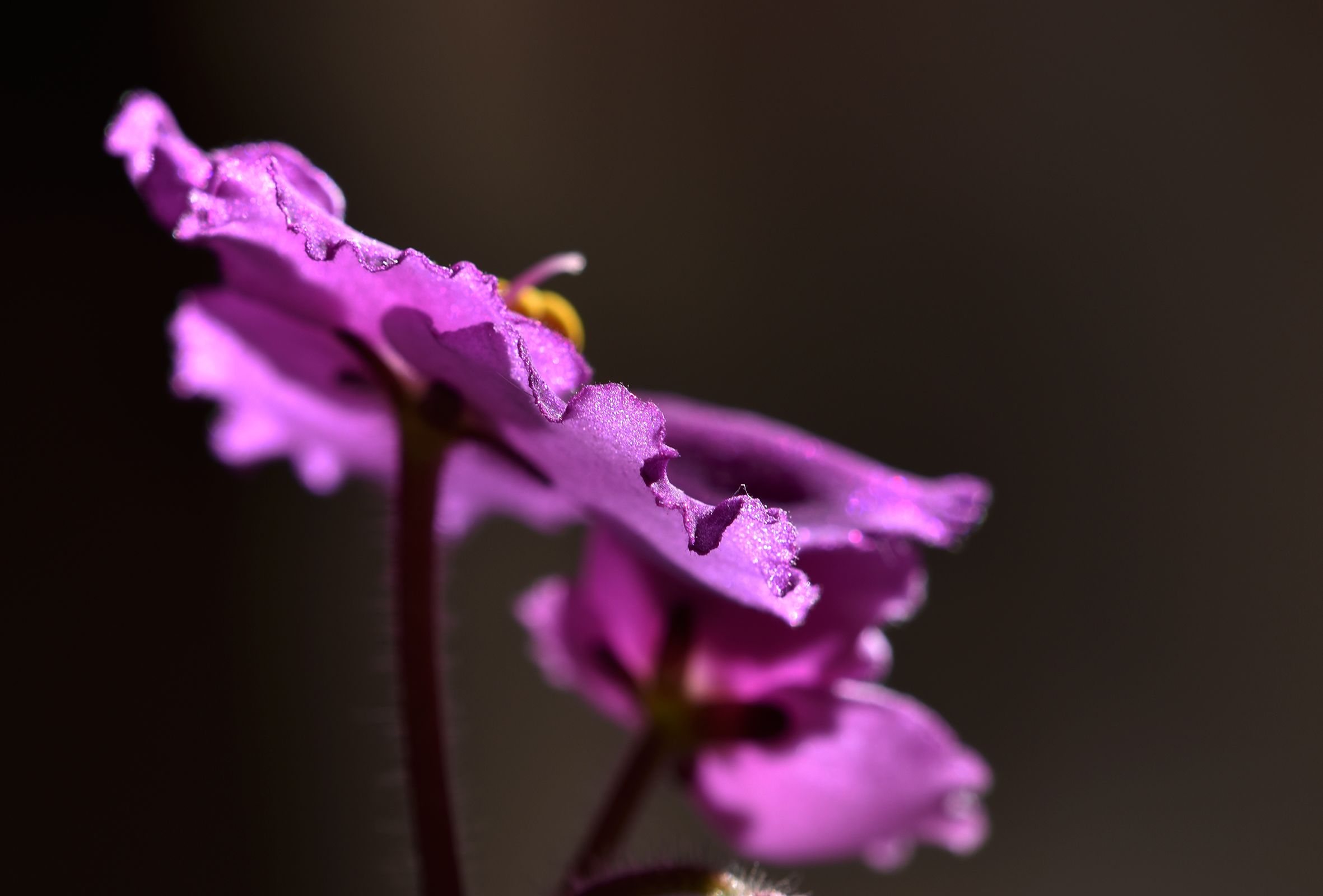 African violet purple macro.jpg