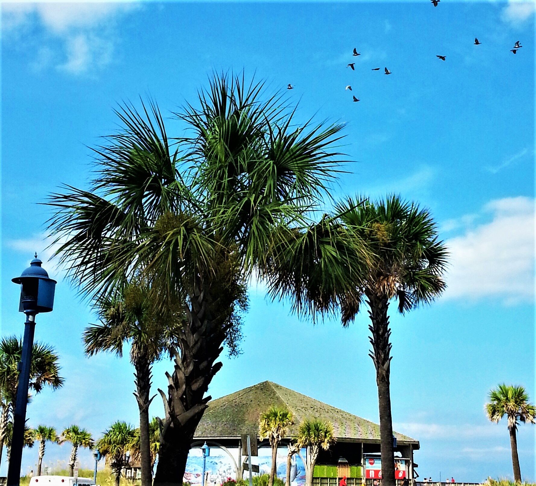 palms on tybee.jpg