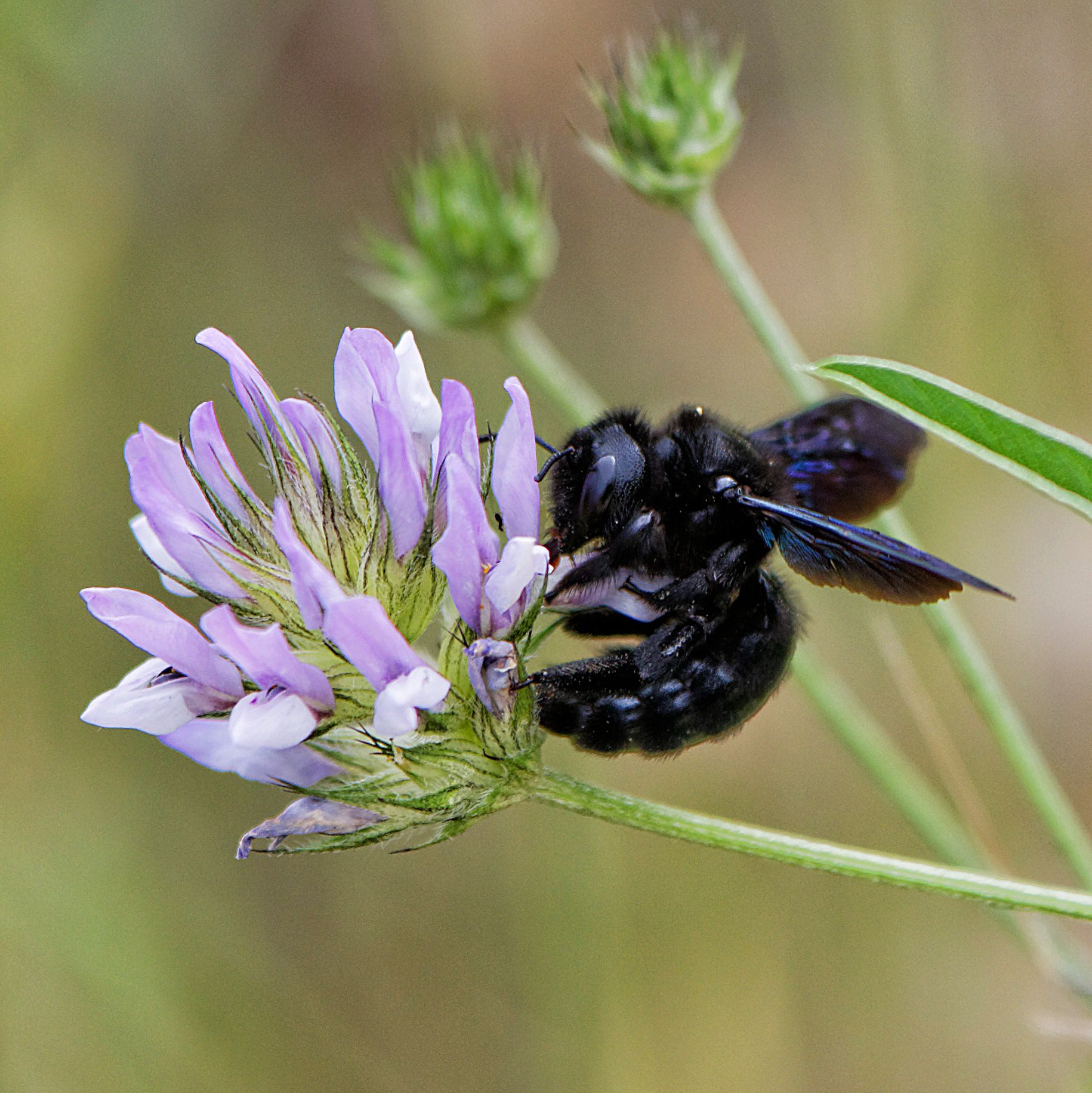 Xylocopa_violacea-Abeille_charpentière-201606103.jpg