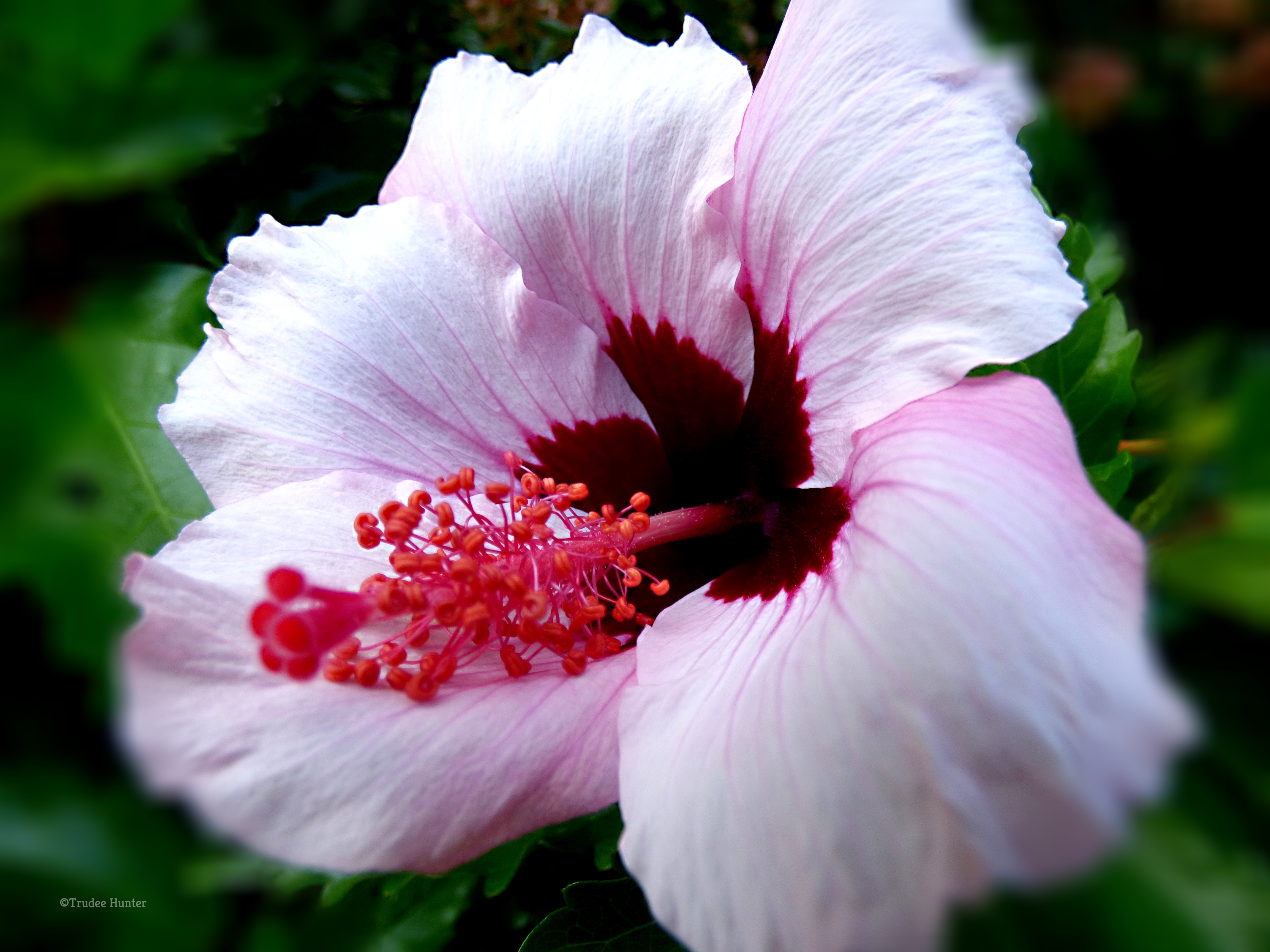 WM Pink Hibiscus mac .jpg