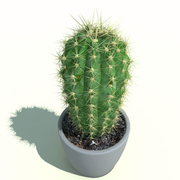 cactus.jpg