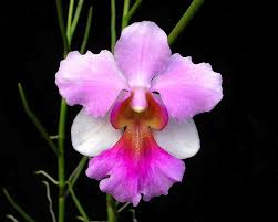 singapore national orchid.jpg
