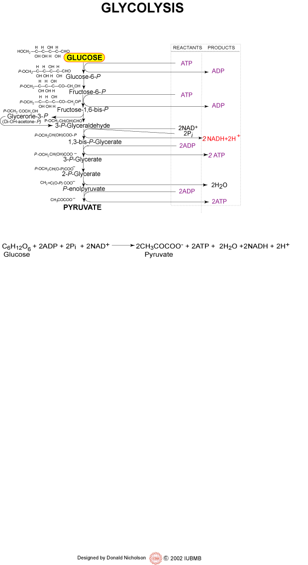 glycolysis.gif