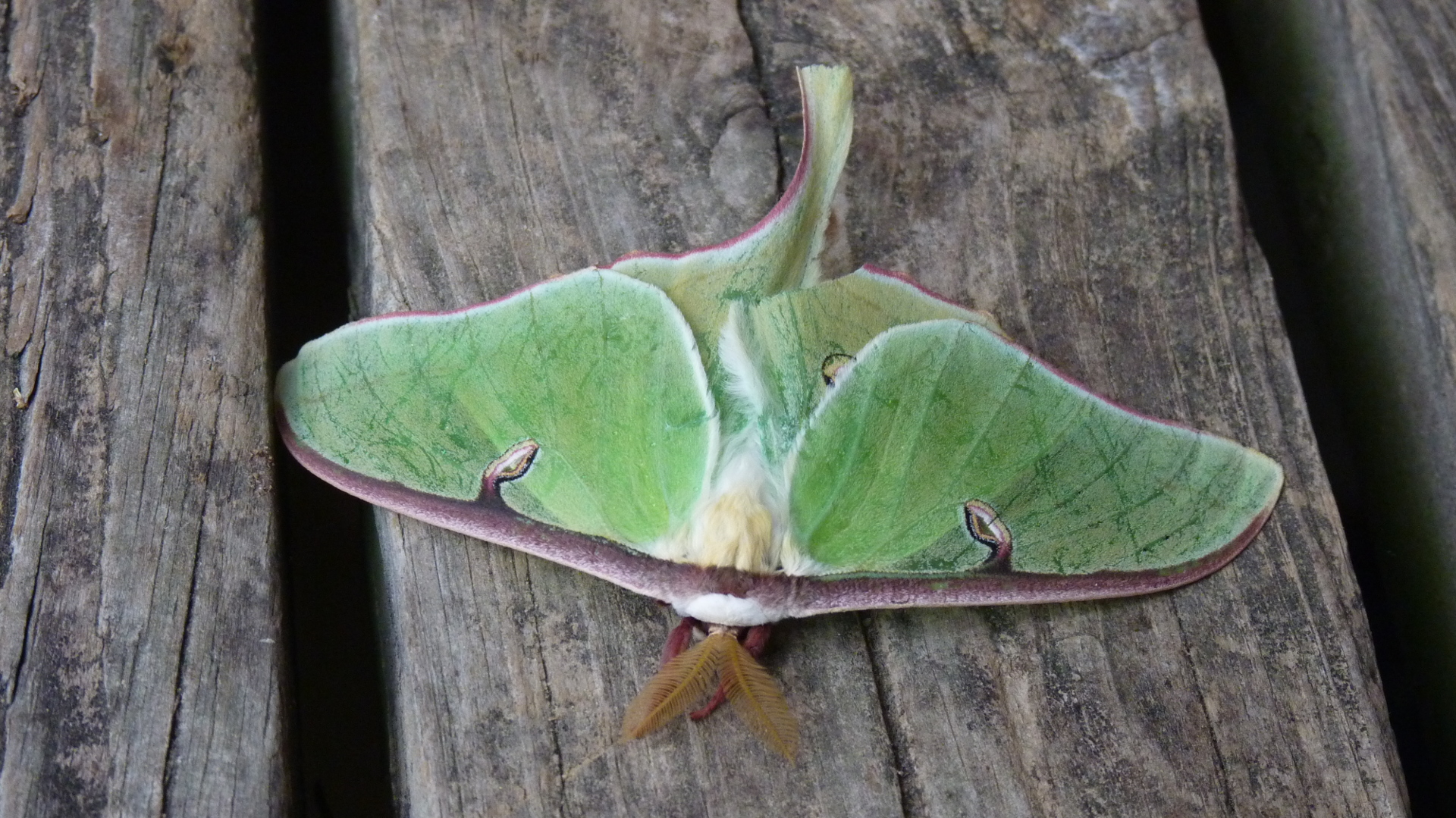 green_moth.JPG