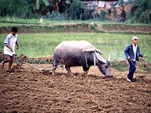 220px-Rice_Cultivation_Vietnam.1024x768.jpg