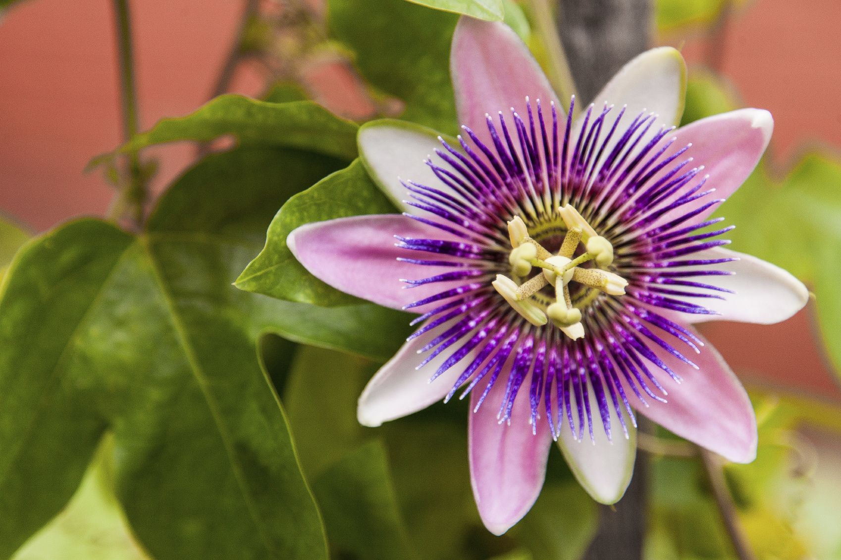 passionflower-variety.jpg